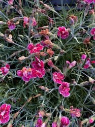 Dianthus caryophyllus 'Flutterburst' in bloei