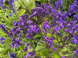 Vanilleplant - Heliotropium arborescens paarse bloemen