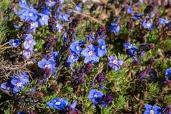 Gewöhnlicher Rittersporn - Veronica armena