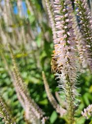 Veronicastrum tuinplanten borderplant bijvriendelijk