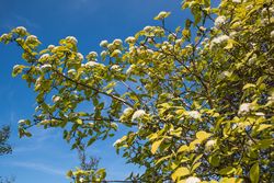 Wollige sneeuwbal - Viburnum lantana 'Aureum'