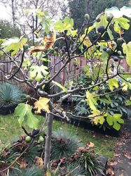 Vijgenboom in de herfst met vruchten