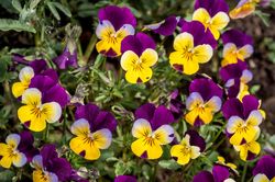 Dreifarbiges Stiefmütterchen - Viola tricolor Blüten sind essbar