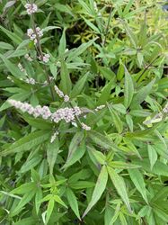 Vitex agnus castus