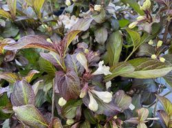 Weigelia - Weigela 'Ebony and Ivory'