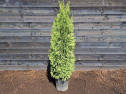 Westerse Levensboom - Thuja 'Smaragd' 140-160cm.jpg