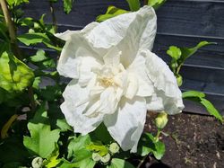 White chiffon bloemen halverwege juli