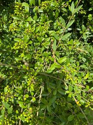 Liguster - ligustrum vulgare kleine Beeren