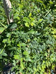 Klimplant Winterjasmijn - Jasminum nudiflorum