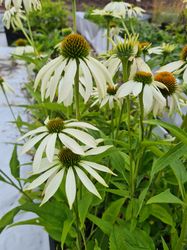 Echinacea-Gartenpflanzen blühen