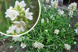 Gewöhnlicher Lavendel - Lavandula angustifolia 'Alba' - Weiß blühend