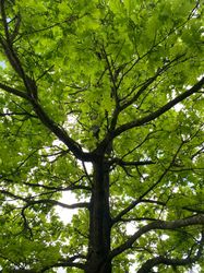 Krone Stieleiche - Quercus robur