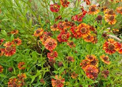 Sonnenblume - Helenium 'Moerheim Beauty 