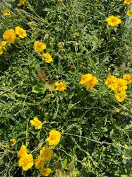 Halbschatten-Sonnenblume - Helianthemum 'Golden Queen'