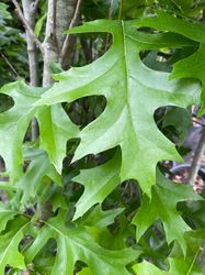 Zuil Moeraseik - Quercus palustris 'Green Pillar' - Blad
