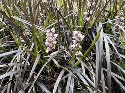 Schwarzes Gras - Ophiopogon 'Niger' in voller Blüte