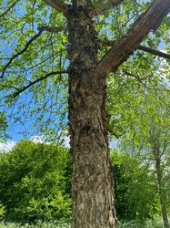 Rinde Rinde Birke - Betula nigra
