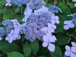 Hortensia - Hydrangea macrophylla 'Blauling' tuinplanten heesters blauw