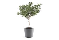 Grote ronde Bloempot grijs met Olijfboom