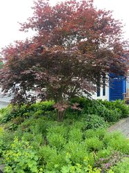 bloodgood acer esdoorn gecombineerd met echte lavendel er onder geplant 