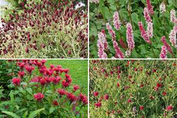 Rood bloeiende vaste planten borderpakket tuinplanten