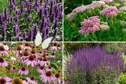 Prächtige Rabattenpflanzen Rabattenpaket Schmetterlingsgarten