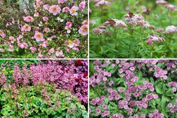 Roze bloeiende vaste planten kleigrond tuinklei