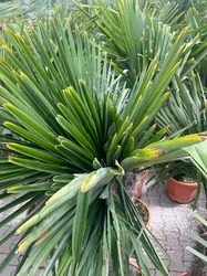 chinese-palm-bladeren.jpg