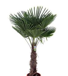 chinese-palm.png