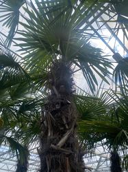 chinese-palmboom-kopen-1-3-meter.jpg