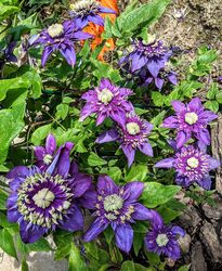 clematis-taiga-klimapflanze-violett.jpeg