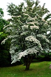 Japanischer großblütiger Hartriegelbaum