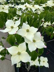 Grote, witte bloemen Cornus kousa 'milky Way'