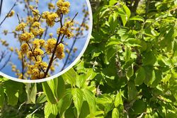 Gelber Hartriegel - Cornus mas - Gelbe Blüten