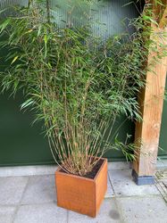Fargesia robusta 'Campbell' in cortenstaal plantenbak
