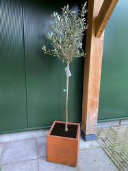 Würfel Cortenstahl Pflanzgefäß mit Olivenbaum