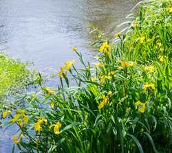 Gelbe Schwertlilie als Ufer- und Teichpflanze