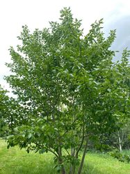 Japanse grootbloemige Kornoelje - Cornus macrophylla