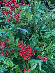 himmlischer-bambus-nandina-beeren.jpg