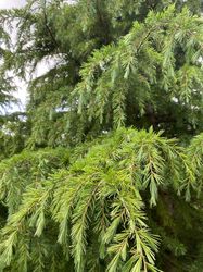 himalaya-cedar-takken.jpg