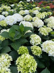 Bolhortensia - Hydrangea 'Florencia'