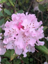 Kundenfoto - Rhododendron
