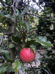 jonagold-apple-tree.jpg