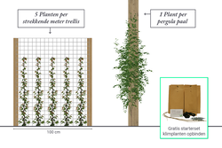 Wählen Sie 5 Clematis-Pflanzen pro laufendem Meter oder 1 pro Mast