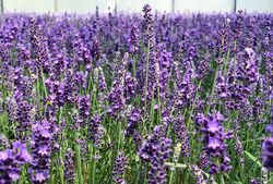 Gewöhnlicher Lavendel - Lavandula angustifolia 'Hidcote' 