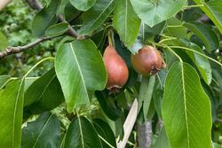 Perenboom - Pyrus communis 'Doyenne du Comice'