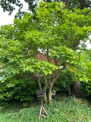 Magnolia meerstammige boom