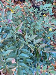 Nandina domestica besessen 