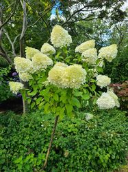 Hortensie am Stiel - Hydrangea paniculata 'Limelight'