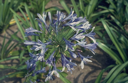 Lelie blauwe bloemen in de tuin
